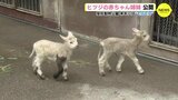 ヒツジの赤ちゃん姉妹を公開　来年には “モコモコ” な姿に　広島市安佐動物公園　|　RCC NEWS | 広島ニュース | RCC中国放送