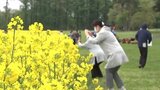 1000万本の菜の花が見ごろ 盛岡の東北農業研究センターで1日限定の一般公開|TBS NEWS DIG