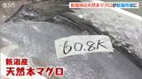 セリにかける態勢整い「新潟のマグロを県内の人に食べてもらいたい」新潟産『天然本マグロ』が新潟市場で“初めて”の競り|TBS NEWS DIG