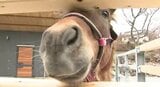 来年の100周年に向け!改修工事中の小諸市動物園が「プレオープン」 4月1日から2か月間 長野|TBS NEWS DIG