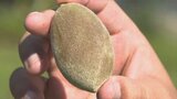 世界的にも珍しい農産物 グリーンアーモンドって何? | 山梨のニュース | UTYテレビ山梨