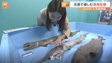 希少な「深海生物」500点以上が集結　横浜・八景島シーパラダイスを取材【SUNトピ】|TBS NEWS DIG