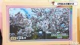 土日の天気 晴れて春本番の陽気が続く 愛媛|TBS NEWS DIG