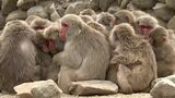 小豆島の冬の風物詩「サルだんご」 おしくらまんじゅうのように体を密着させ互いを温める 3月ごろまで見られる【香川】|TBS NEWS DIG