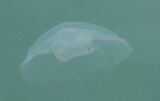 今治・大島の海に異変!クラゲ大量発生 漁師から悲鳴「魚はいるのに…悔しい」 | 愛媛のニュース - Nスタえひめ|あいテレビは6チャンネル