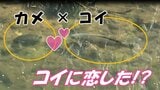ほのぼの一転…“種族を超えたラブストーリー” カメラが捉えた「コイに恋するカメ」の猛ダッシュ! 三角関係も勃発!? ロマンチックな映像の裏に隠された、「現実」とは(山形) | 山形のニュース│TUYテレビユー山形