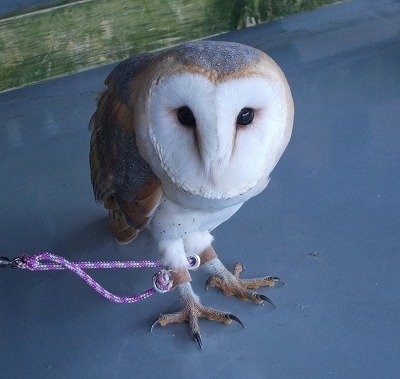 ベランダに止まっていた“迷いフクロウ”を確保　ペットとして飼われていたか　警察が飼い主探すー静岡市清水区|TBS NEWS DIG