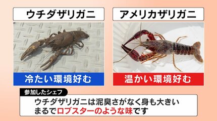 まるでロブスター！？」厄介者の“ウチダザリガニ”食べてみた パスタや