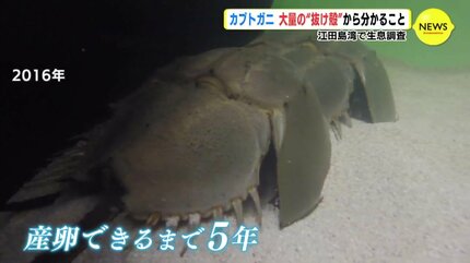カブトガニ 大量の “抜け殻” から分かること 広島・江田島湾で生息調査