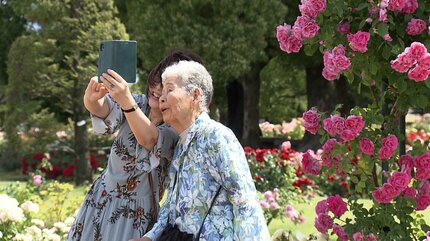 淡いピンクと白のグラデーションが上品な「ピエールドゥロンサール」や