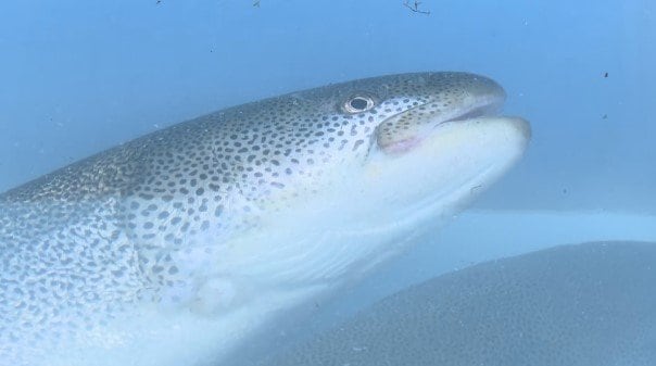 “幻の魚”2万5000尾のふ化を目指す　日本最大級の淡水魚「イトウ」　養殖場でふ化に向けた「採卵作業」始まる|TBS NEWS DIG