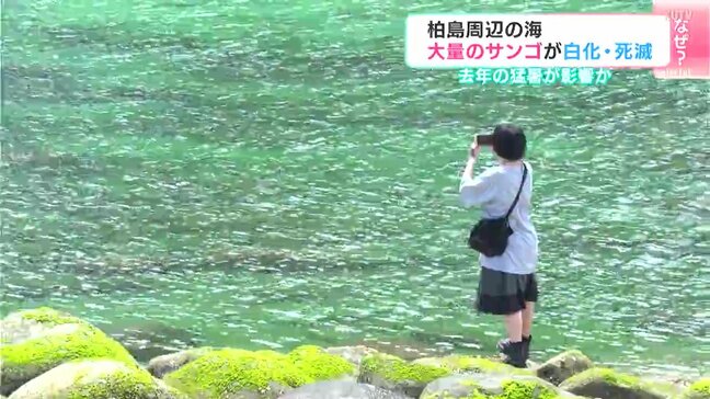 柏島周辺の海で大量のサンゴが白化・死滅　2024年の猛暑が影響か【高知・大月町】|TBS NEWS DIG