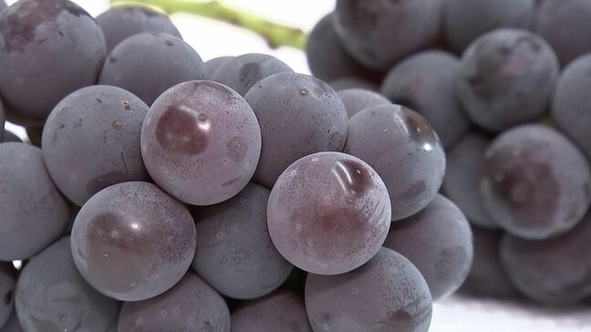 赤磐市でニューピオーネとオーロラブラックの共進会　甘みが強く出来は上々【岡山】|TBS NEWS DIG