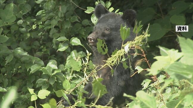 ブナの実が5年ぶり「大凶作」で「ツキノワグマ出没警報」発令|TBS NEWS DIG