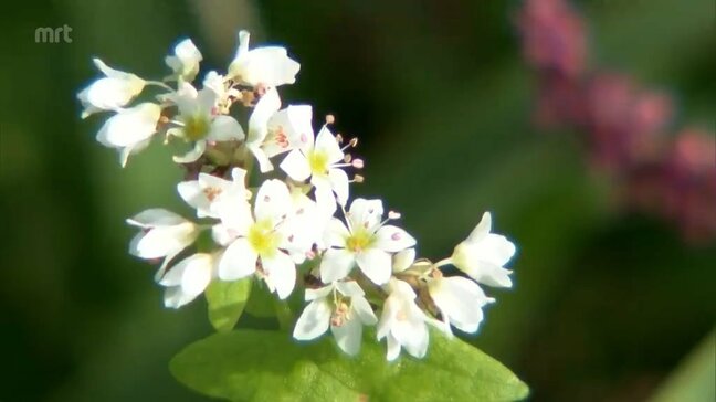 純白の「そばの花」　新富町で見ごろ迎える|TBS NEWS DIG