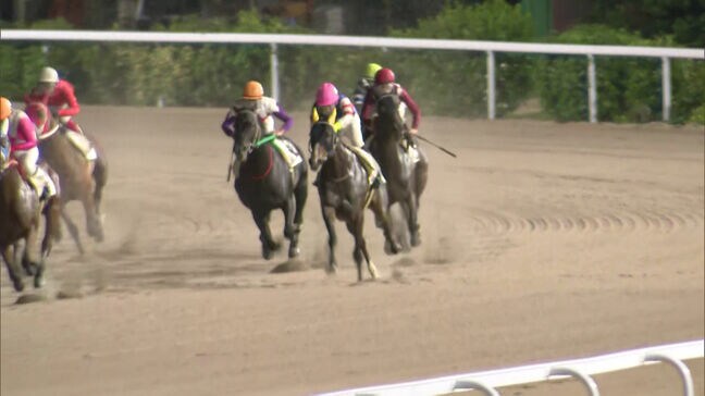 連敗記録は１１４に…「ハルウララ」の記録を更新　佐賀競馬場「パドマーワト」|TBS NEWS DIG