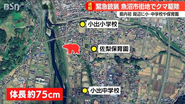 市街地にクマ出没 周辺に小中学校や保育園も… 新潟県内初の『緊急銃猟』 新潟・魚沼市|TBS NEWS DIG