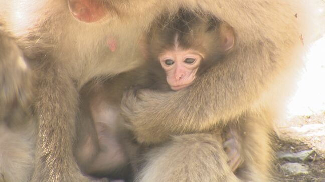 「スノーモンキー」がベビーラッシュ！かわいい子育て姿が見られるチャンス　外国人観光客も大喜び　長野・山ノ内町|TBS NEWS DIG