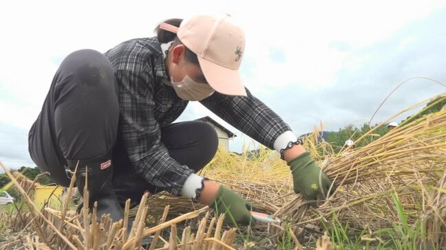 「こんなに大変なんだ」児童が稲刈り体験 田植えや雑草取りも行い育てたコシヒカリ 山梨|TBS NEWS DIG