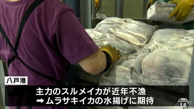 八戸港で今季初の“ムラサキイカ”水揚げ 船主側の希望額に届かず売買は不成立 青森県八戸市|TBS NEWS DIG