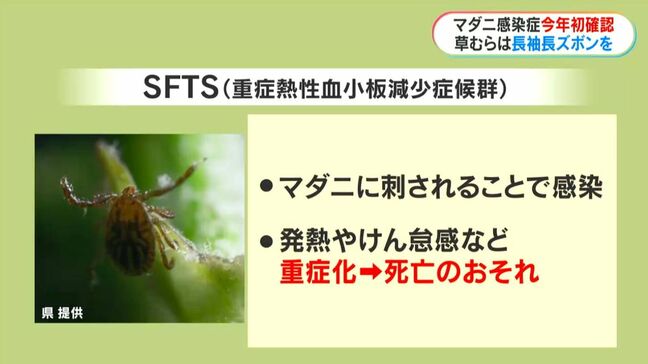 マダニ媒介の感染症SFTS　鹿児島で今年初確認「草むらは長袖・長ズボンを」|TBS NEWS DIG