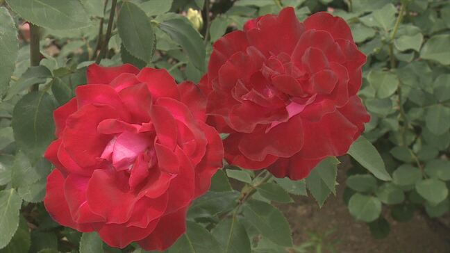 「気持ちが明るくなります」およそ1300本のバラが園内彩る 山梨・芸術の森公園|TBS NEWS DIG