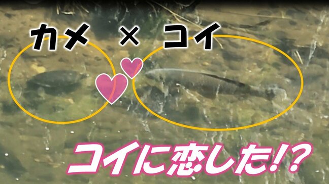 ほのぼの一転…“種族を超えたラブストーリー”　カメラが捉えた「コイに恋するカメ」の猛ダッシュ！ 三角関係も勃発!?  ロマンチックな映像の裏に隠された、「現実」とは（山形）|TBS NEWS DIG