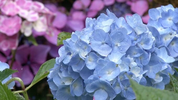 四国地方が梅雨入り　平年よりも3日遅い梅雨入り|TBS NEWS DIG