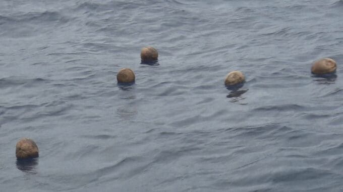 「名も知らぬ遠き島」に見たて　石垣島沖でヤシの実流し|TBS NEWS DIG
