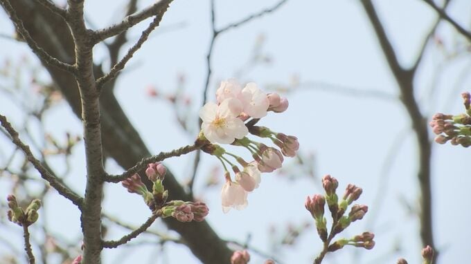 【速報】鳥取市のサクラ開花|TBS NEWS DIG