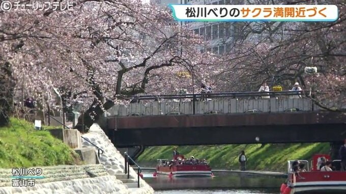5月中旬並みの気温でつぼみもポンポンに膨らむ 桜の名所 松川のサクラ は4月上旬に満開か 富山市　|　富山のニュース｜天気・防災｜チューリップテレビ