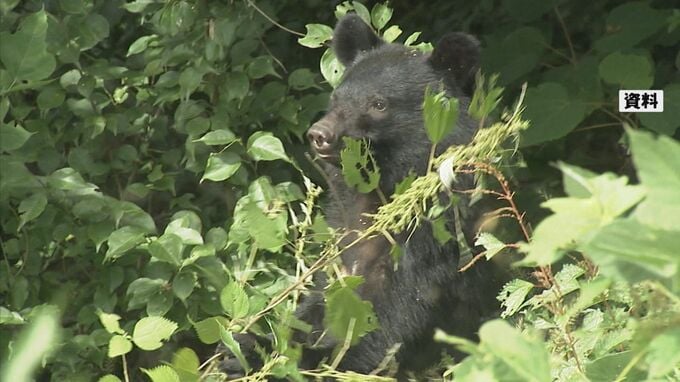 ブナの実が５年ぶり「大凶作」で「ツキノワグマ出没警報」発令　|　石川県のニュース｜MRO北陸放送