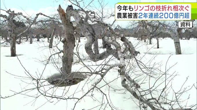 青森県の冬の大雪による農業被害　2年連続で200億円超　被害の多くは「リンゴの枝折れ」で196億円　被害面積は記録の残る1968年以降では最大の約6800ヘクタール「深刻さが増している」|TBS NEWS DIG