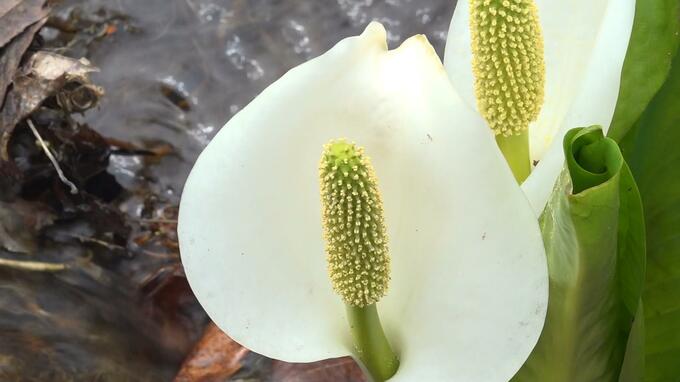 「ここは一番です」岩木山麓のミズバショウ見頃に　なかには黒みがかった赤色の『ザゼンソウ』も　|　青森のニュース│ATV NEWS│青森テレビ