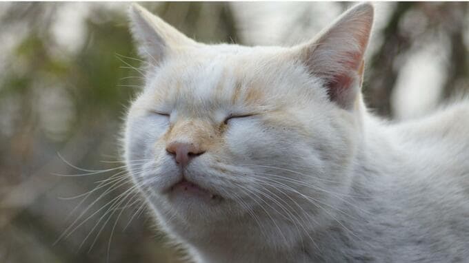 飼い猫から感染か　SFTSに長崎の70代女性が感染　マダニ媒介の重症ウイルスに注意　|　長崎のニュース | 天気 | NBC長崎放送