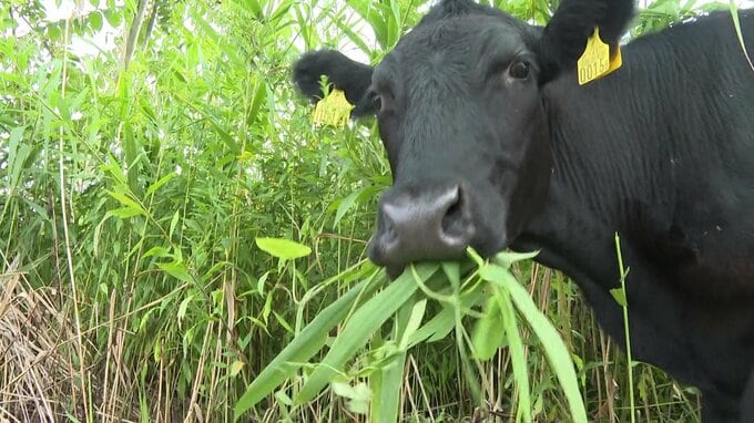 【ヒグマSOS】牛放牧でクマ出没を防ぐ「里山再生」の挑戦　アンガス牛4頭に草を食べさせ“緩衝地帯”を作る『SUMIWAKEプロジェクト』北海道当別町|TBS NEWS DIG