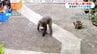 野生のサルに飼いネコ襲われ被害「子ネコ4匹が一瞬で…」阿久根市で目撃情報5件　鹿児島|TBS NEWS DIG