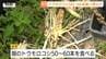 クマがトウモロコシ50本超を食い荒らす被害　住民からは心配の声も　近くにクマが出没した小学校では、野外活動中止など対応　（山形）　|　山形のニュース│TUYテレビユー山形