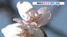 熊本の桜 平年より1日遅く「開花」　1週間～10日ほどで満開か　|　熊本のニュース｜RKK NEWS｜RKK熊本放送