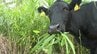 【ヒグマSOS】牛放牧でクマ出没を防ぐ「里山再生」の挑戦　アンガス牛4頭に草を食べさせ“緩衝地帯”を作る『SUMIWAKEプロジェクト』北海道当別町　|　北海道のニュース｜HBC北海道放送