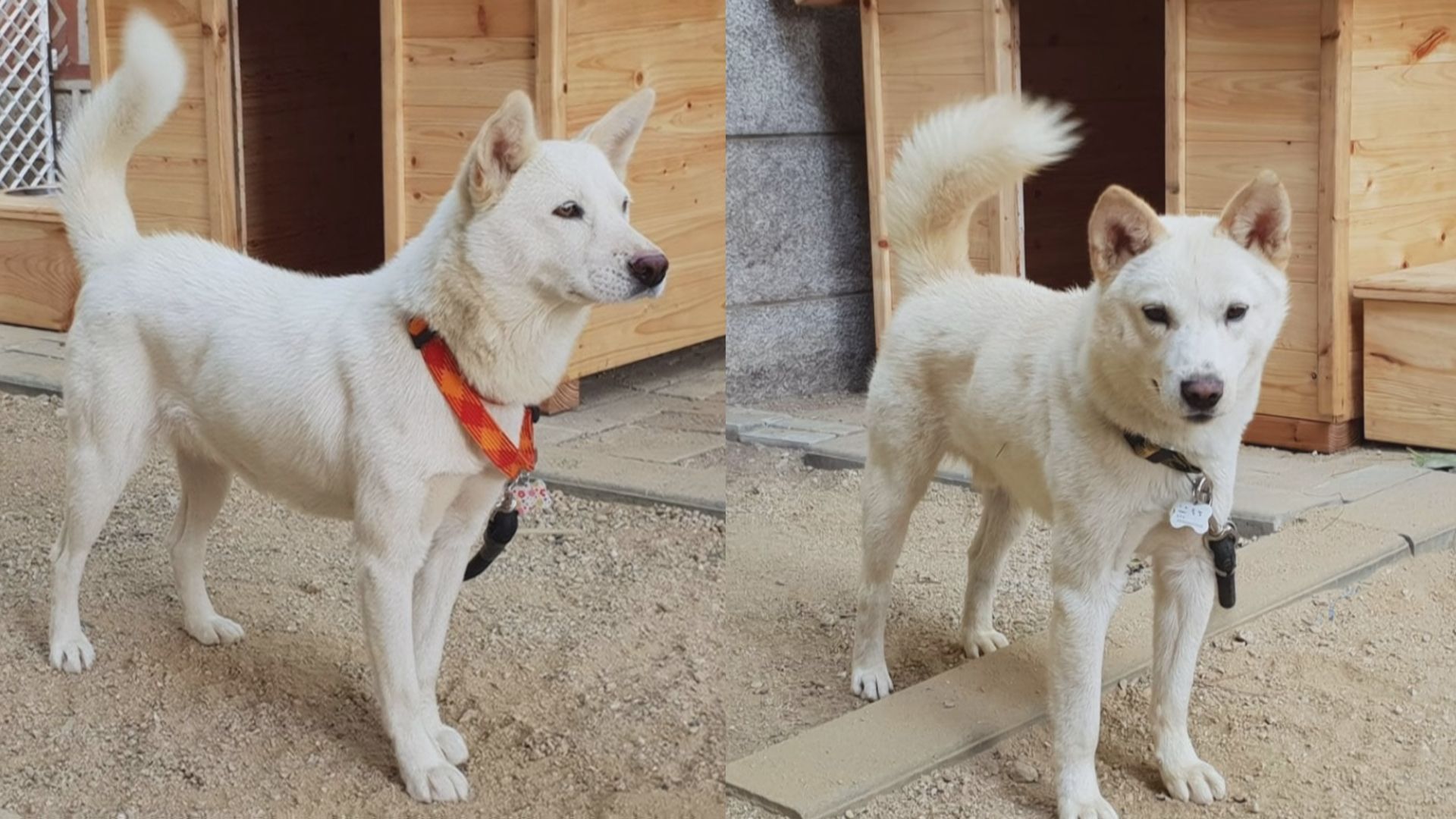 金正恩総書記が贈った 豊山犬 文前大統領が韓国政府に返還の意向 Tbs News Dig