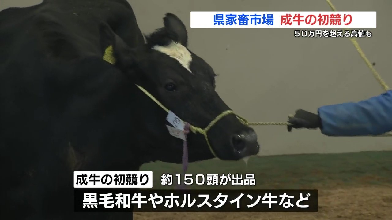 牛の初競り50万円超での取引も 年末から子牛価格が上昇に転じる 熊本県