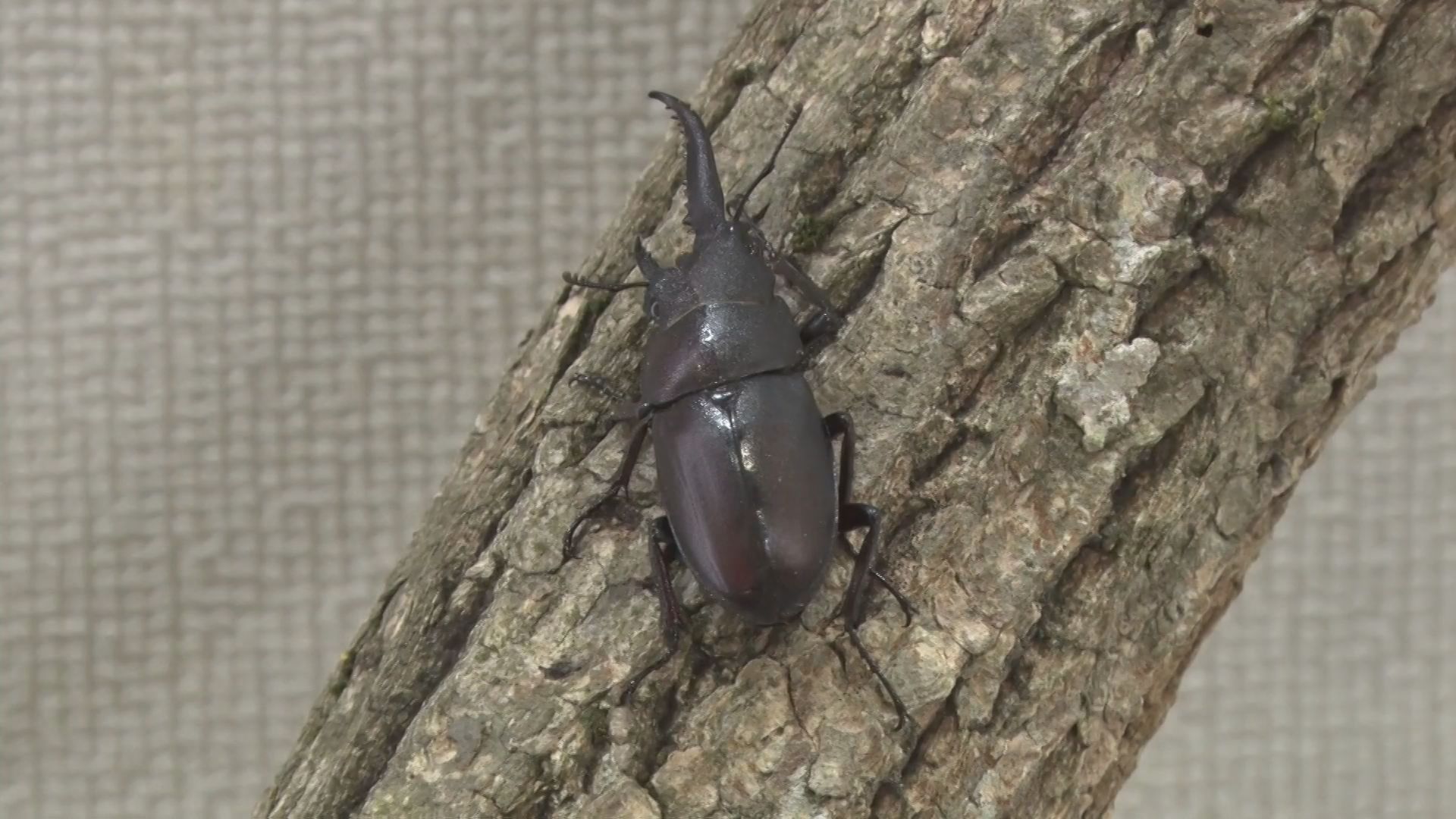 雌雄モザイク クワガタ など レアすぎる謎のクワガタ「雌雄モザイク」見つかって話題に 昆虫