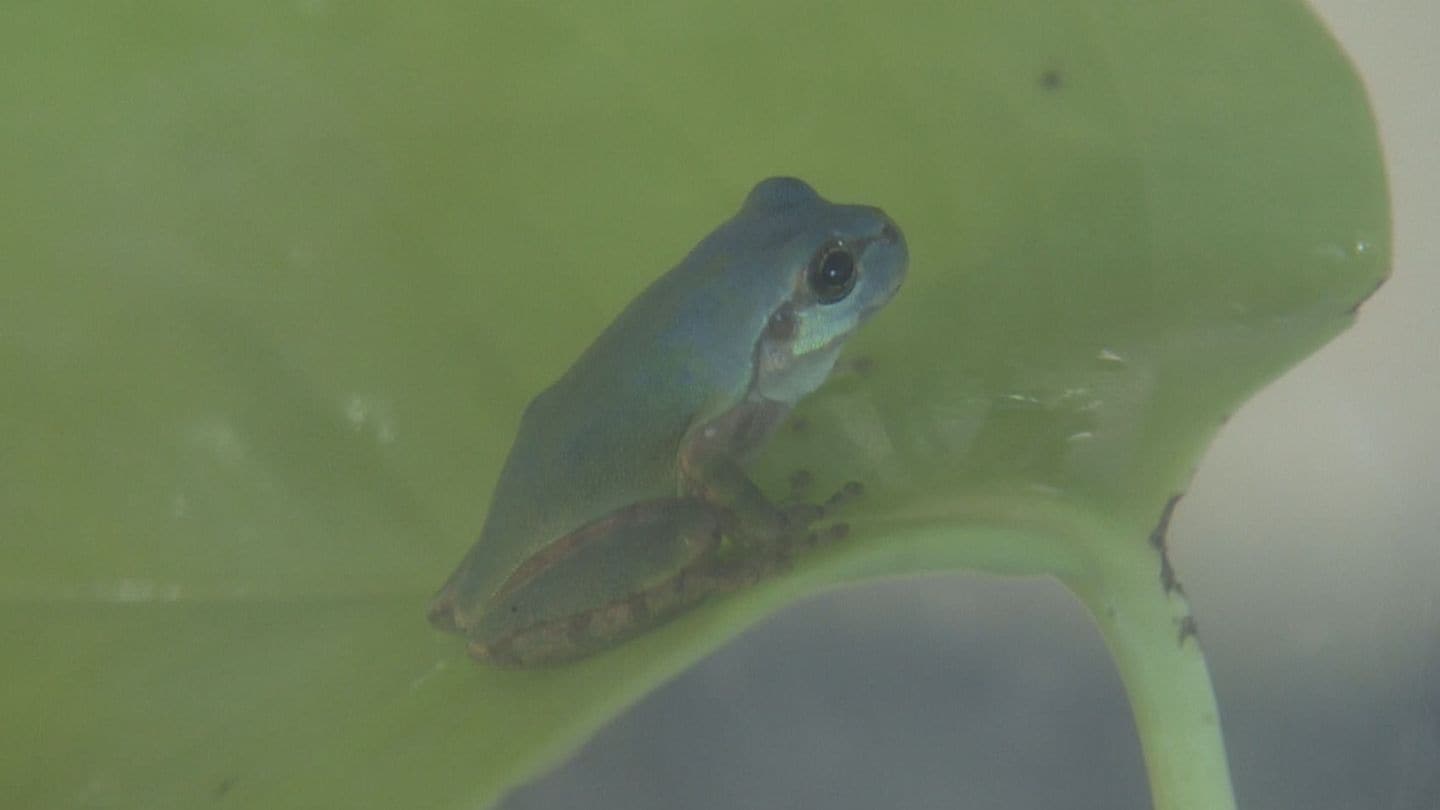 珍しい“青色のカエル”発見 通常は緑色のニホンアマガエル 畑で見つけた