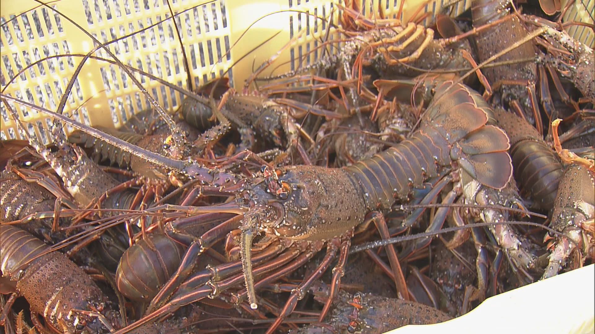 「海女さんが『エビが見えない』と言っていた…」伊勢エビの初水揚げ　近年海水温の上昇などで減少
