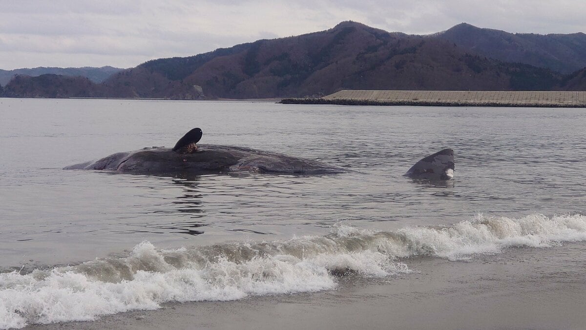 体長15～20m“クジラの死骸”河口に漂着 宮城・石巻市 | TBS NEWS DIG