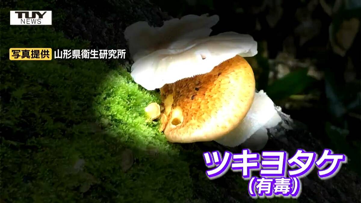「焼いたら大丈夫は迷信」 毒キノコに注意! ヒラタケやシイタケにそっくりな