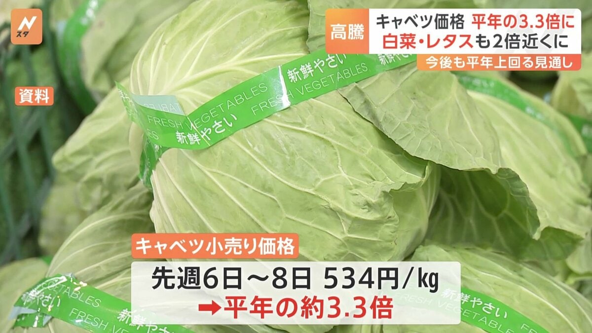野菜が高騰…キャベツ価格が平年の3.3倍に 白菜やレタスも2倍に | TBS
