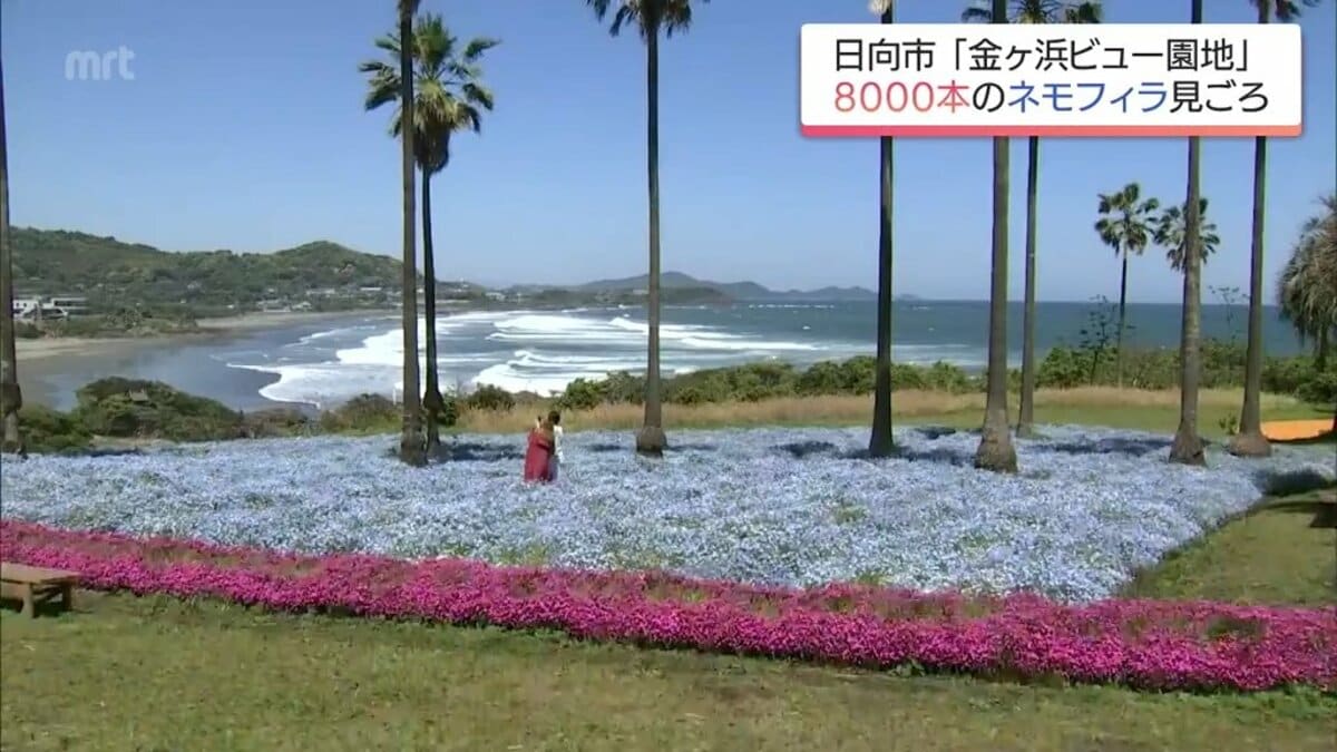 一面に広がる青いじゅうたん 約8000本のネモフィラ 日向市・金ヶ浜
