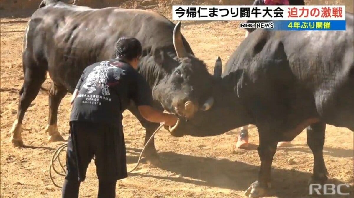 猛牛の迫力ある闘い繰り広げられる 4年ぶりに今帰仁まつり闘牛大会